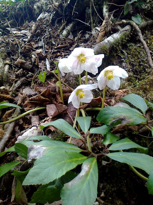 Prealpi Carniche: Helleborus niger L.